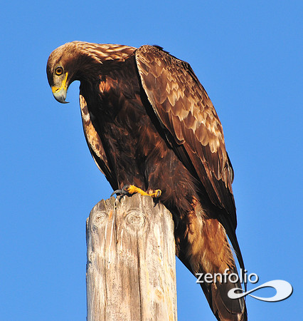golden eagle.
