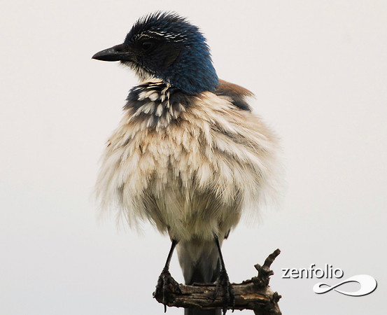 scrub jay