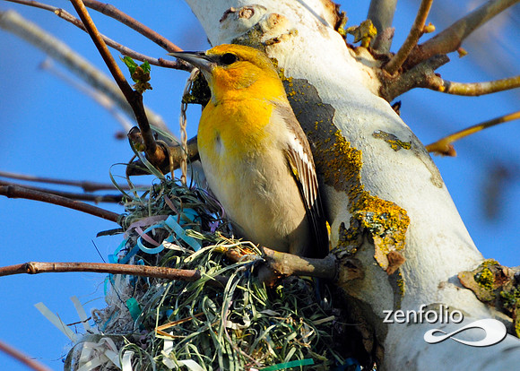 oriole