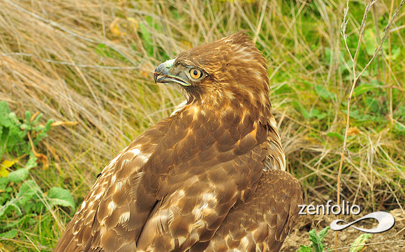 hawk