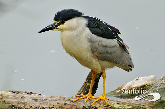 heron
