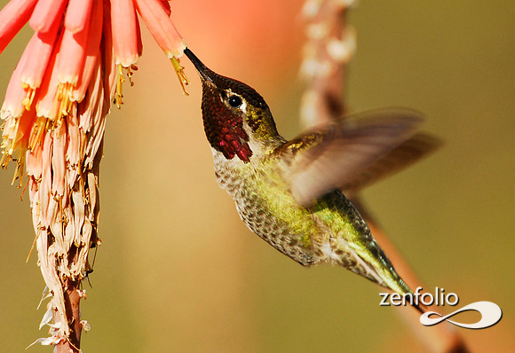 hummingbird