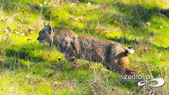 bobcat.