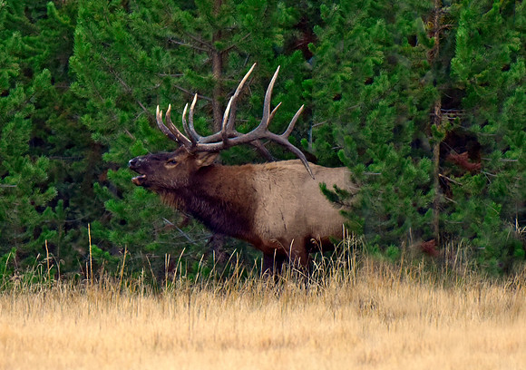 huge rutting bull elk (8)