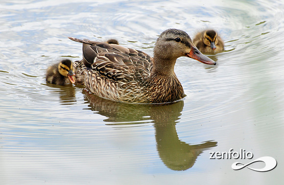 ducks.