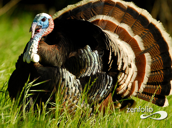 tom turkey