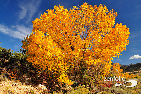 fall cottonwood