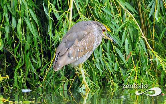 heron