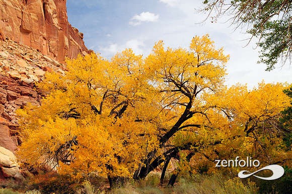 fall cottonwood tree