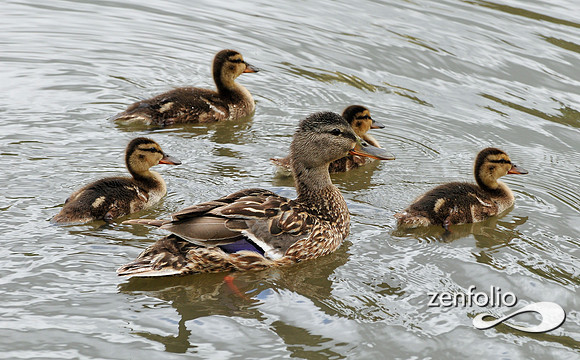 ducks.