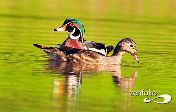 wood ducks