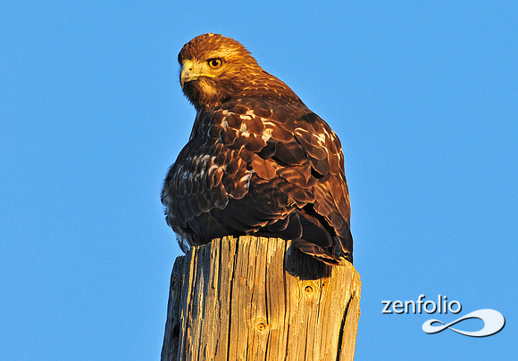 hawk