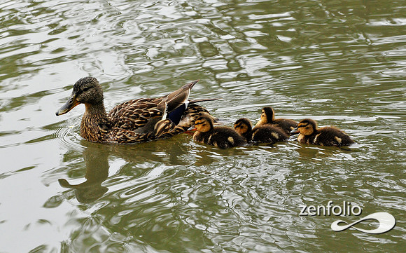 ducks