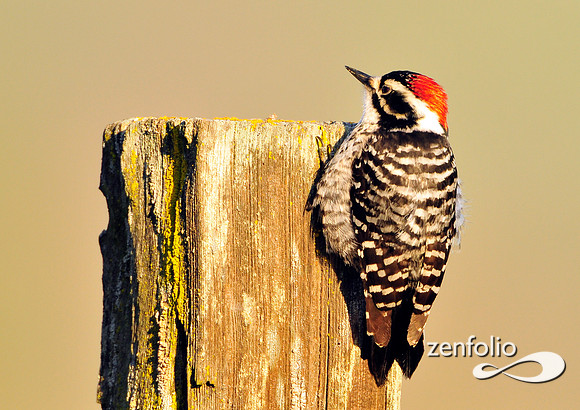 woodpecker