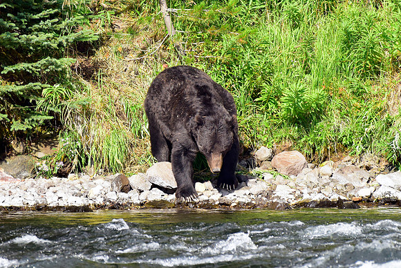 lehardey rapids grizzly (24)