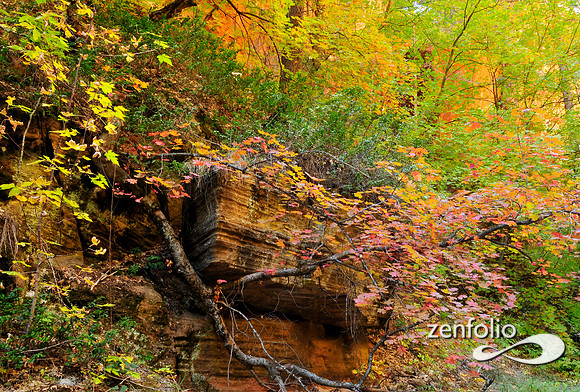 fall foliage