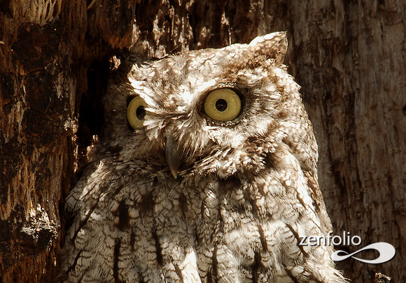 screech owl