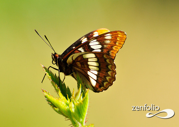 butterfly.