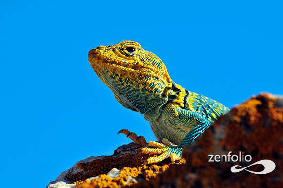 collared lizard.