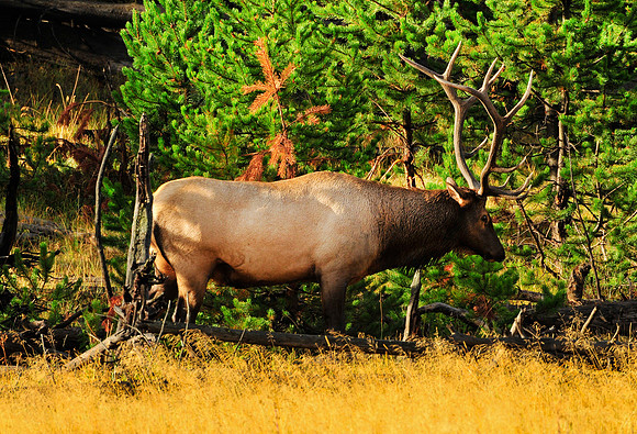 rutting bull elk,spt.2012.