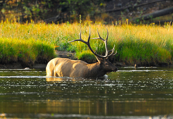 bull elk crossing the madison river,sept.2012
