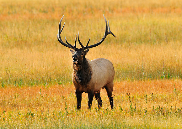 morning bugling elk.sept.1st 2012