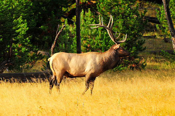 bull elk posing,sept.2012.