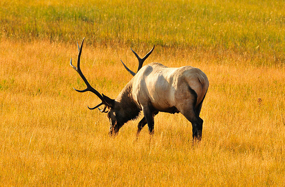 bull elk grazing in the meadow.