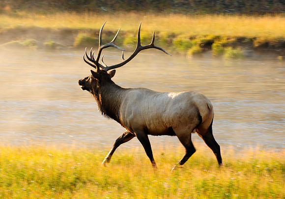 bull elk running.