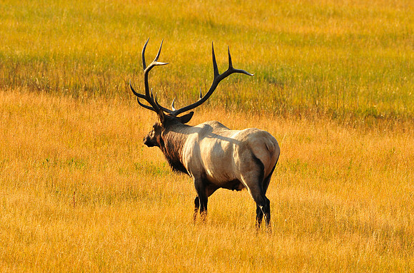 bull elk strolling through the meadow.