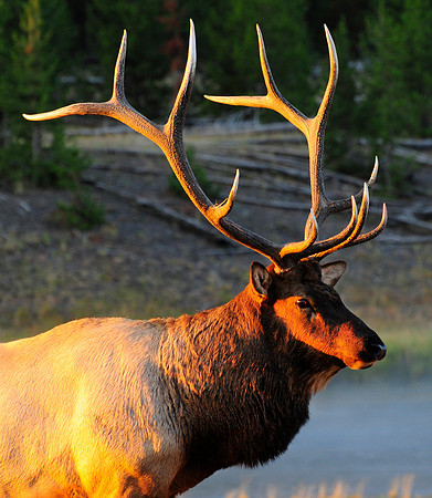 bull elk close up.