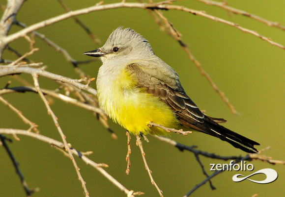 kingbird