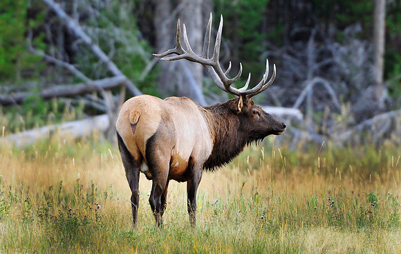 six point bull elk,yellowstone national park.