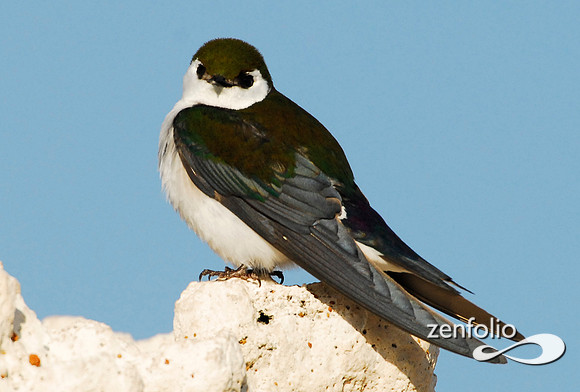 swallow