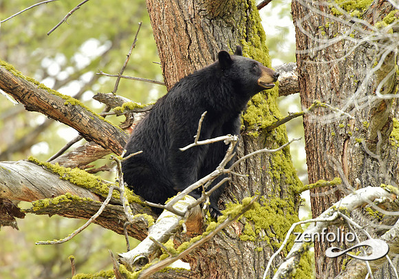 black bear (2)