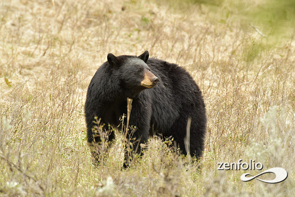 black bear (156)