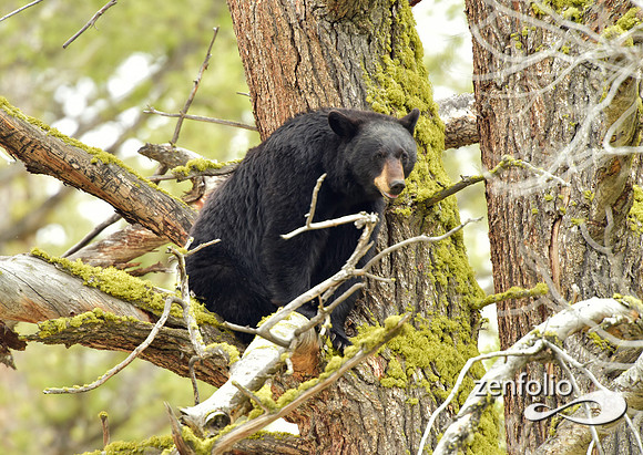 black bear (160)