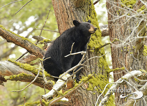 black bear (161)