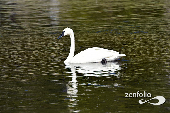 trumpeter swans (1)