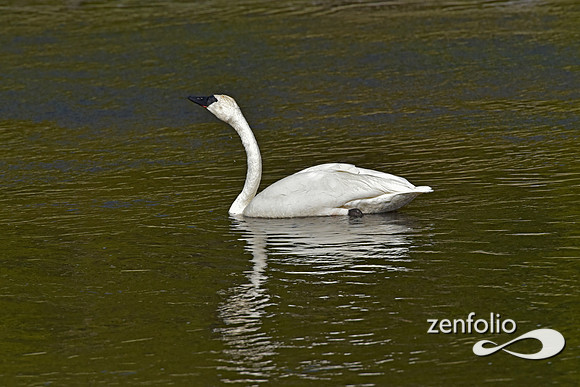 trumpeter swans (2)