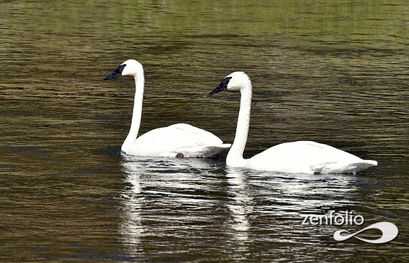 trumpeter swans (6)