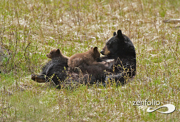 black bear (17)
