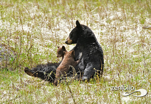 black bear (12)