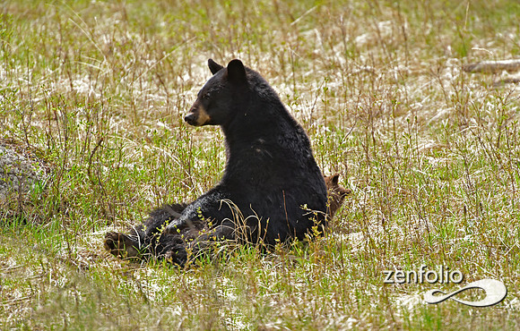 black bear (43)
