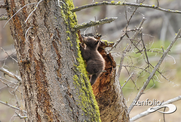 black bear (49)