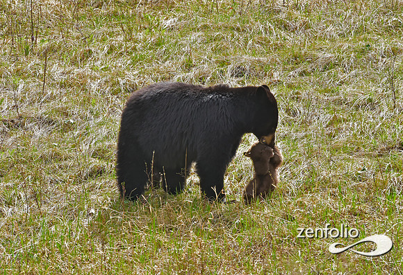 black bear (51)