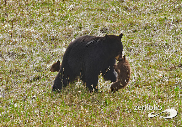 black bear (54)