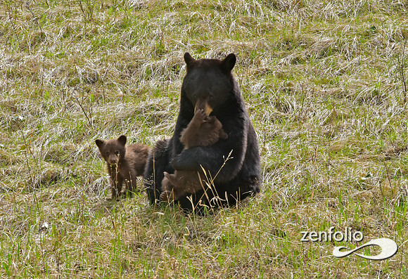 black bear (57)