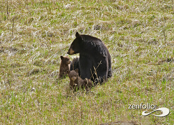 black bear (61)