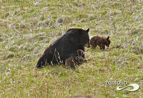 black bear (66)